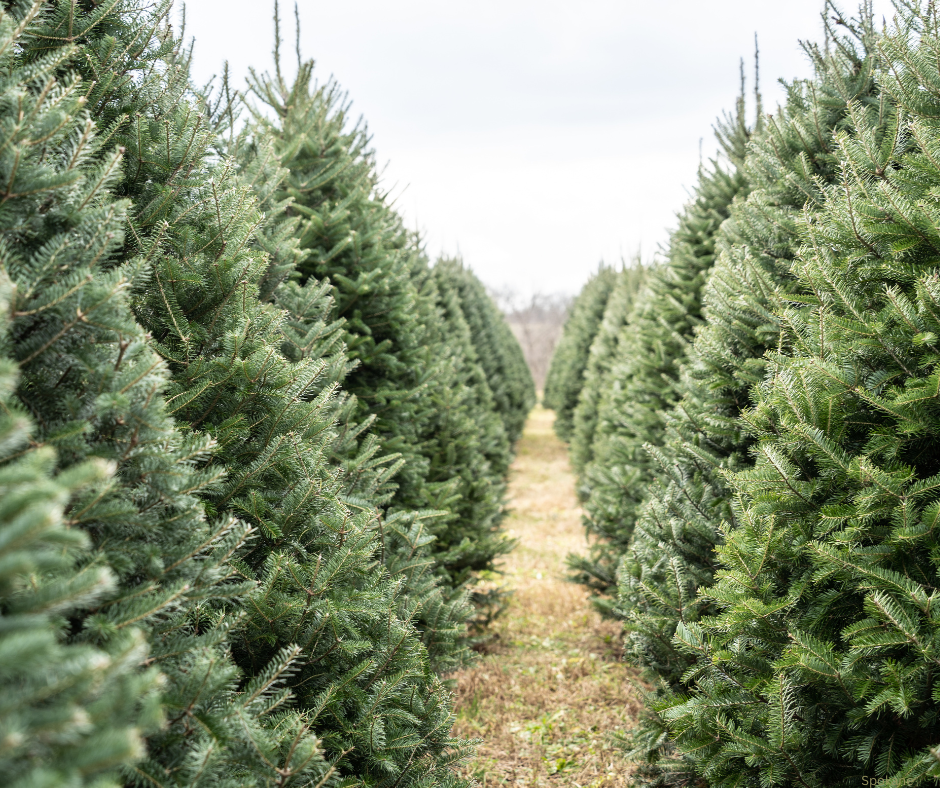 20 Reasons to Visit Spokane During the Holiday Season