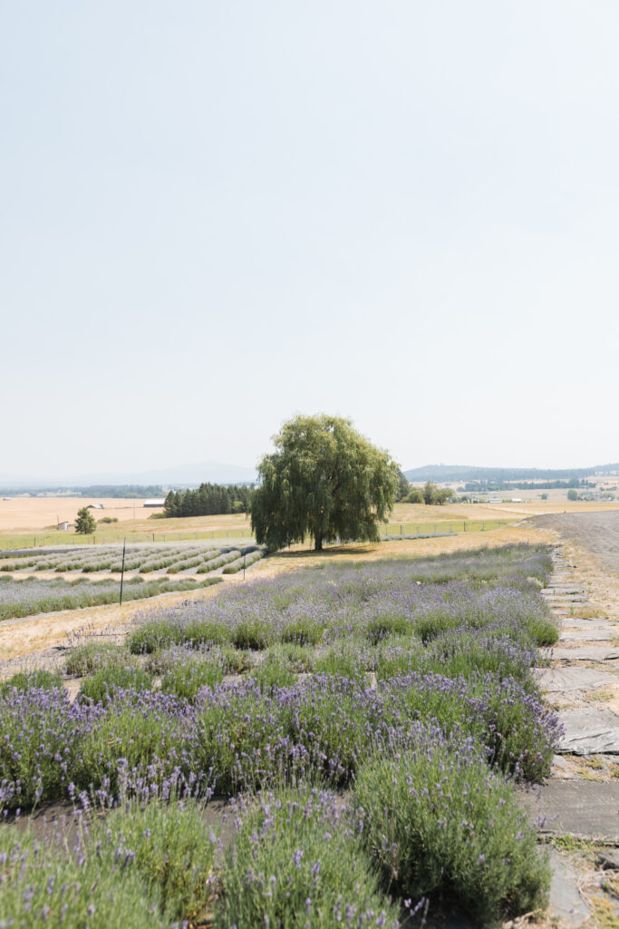Mountain views and garden wedding ceremonies are so romantic at Lavender Manor near Spokane.