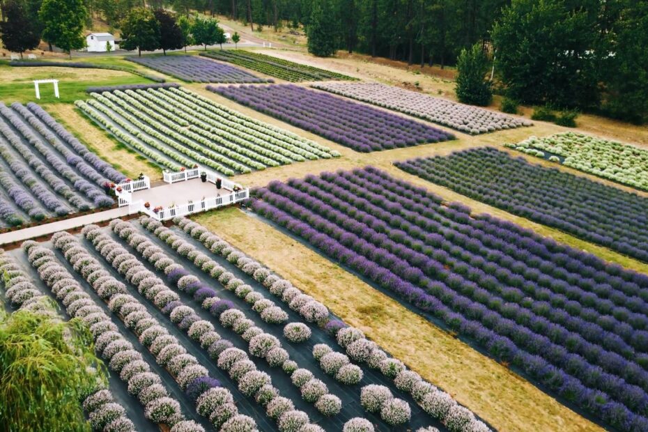 Why Spokane Is the "Lilac City"
